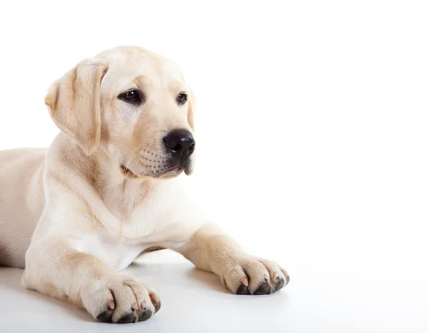 Güzel Şirin Bir Labrador Köpek Doğurmak Studio Portresi — Stok fotoğraf