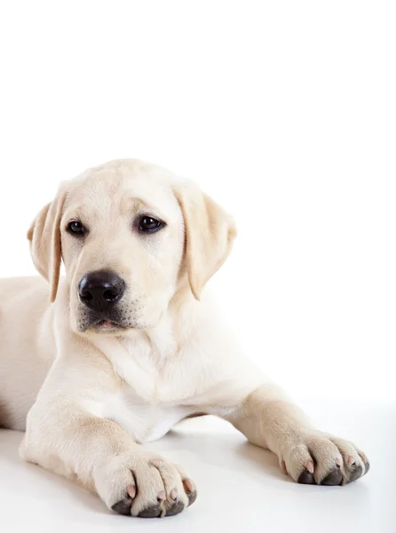 Studioporträt Einer Schönen Und Niedlichen Labrador Hunderasse — Stockfoto