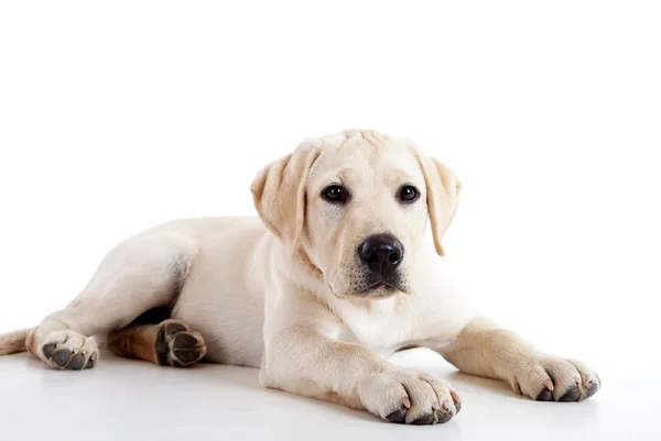 Portret Rasy Psów Labrador Piękne Urocze — Zdjęcie stockowe