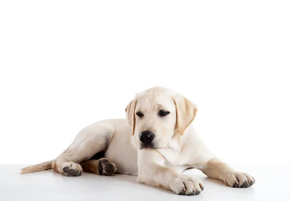 Cute labrador hond — Stockfoto