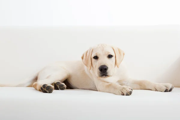 Cute labrador dog — Stock Photo, Image