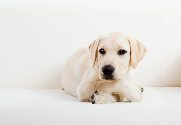 Niedlicher Labrador-Hund — Stockfoto