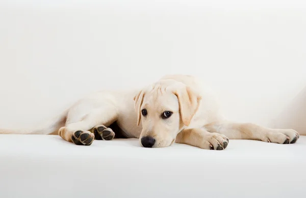 Estudio Retrato Una Hermosa Linda Raza Perro Labrador —  Fotos de Stock