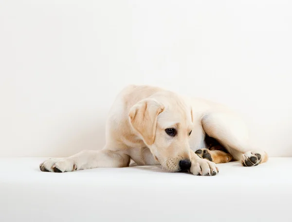 귀여운 래브라도 강아지 — 스톡 사진