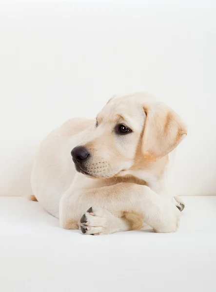 Studio Portret Van Een Mooi Schattig Labrador Hondenras — Stockfoto