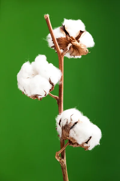 Baumwollpflanze — Stockfoto