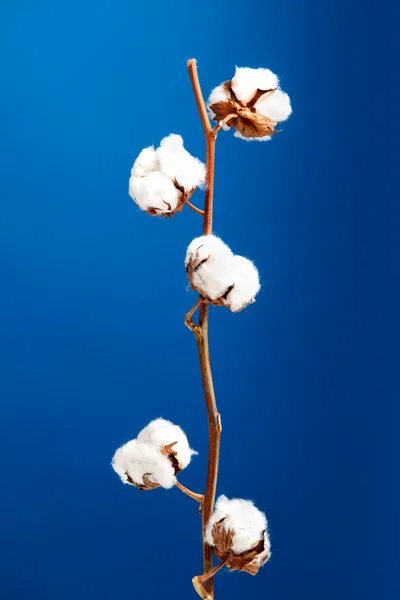 stock image Cotton plant isolated over a blue background