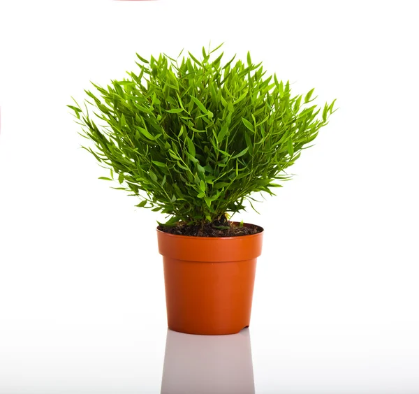 白い背景上に分離されて緑のタケ植物 — ストック写真