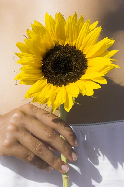女性手里拿一株向日葵靠近她的肚子里的特写 — 图库照片