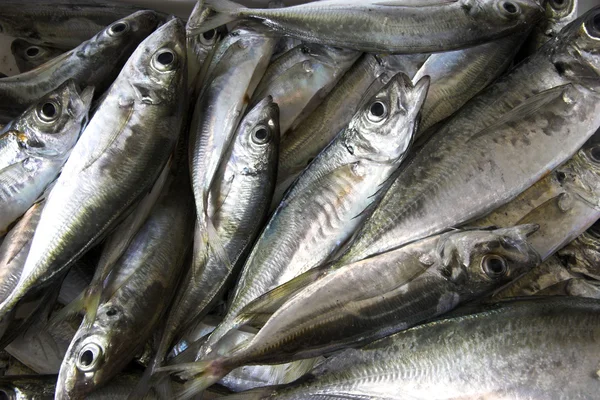 stock image Seafood