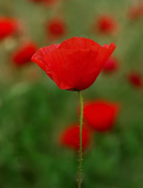 stock image Red Poppies