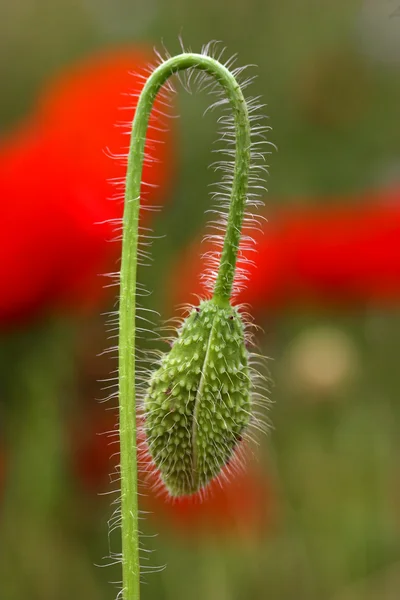 Kapalı poppie — Stok fotoğraf