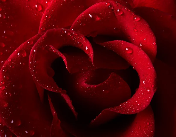 Róża czerwona — Zdjęcie stockowe