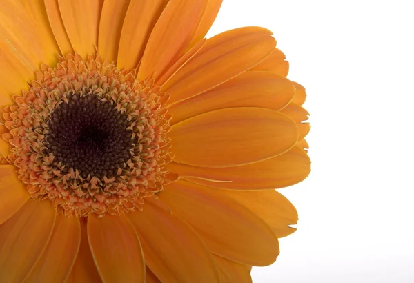 Krásná Oranžová Květina Vodou Klesne Bílém Pozadí — Stock fotografie