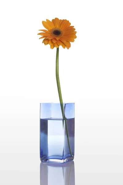 Vaso Azul Com Uma Flor Gerbera Laranja Isolada Sobre Fundo — Fotografia de Stock