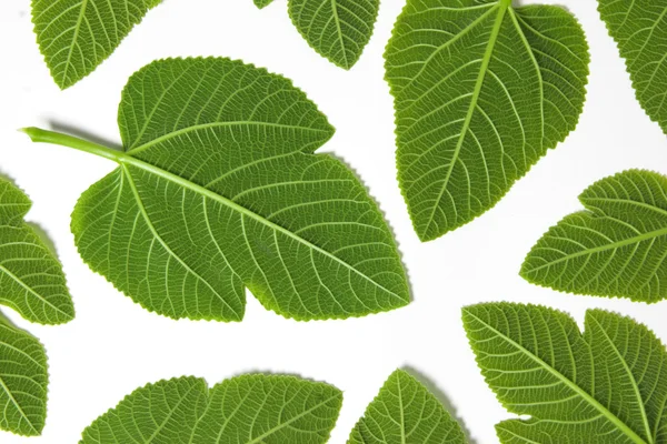 Зелені Листки Ізольовані Білому Тлі — стокове фото