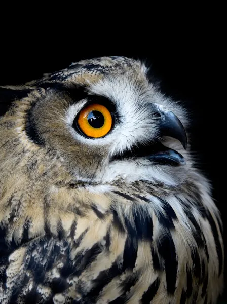 Beautiful Owl Taked 1600 Iso — Stock Photo, Image