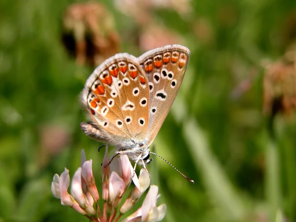 Motyl Przyrodzie — Zdjęcie stockowe