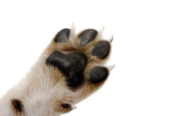 Nahaufnahme Des Hundes Pfote Große Fußabdrücke — Stockfoto