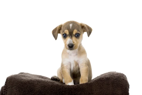 Portrait Adorable Puppy Isolated White — Stock Photo, Image