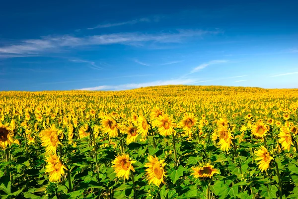 Sonnenblumenwiese — Stockfoto