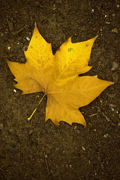 地面に美しい黄色の秋を残す — ストック写真