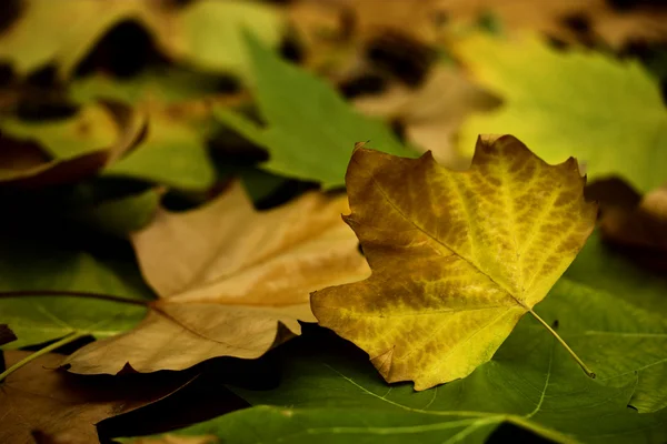 Lindas Folhas Outono Coloridas Grande Fundo Outono — Fotografia de Stock