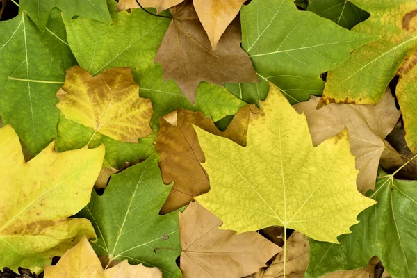 美しい色の秋の葉 秋の素晴らしい背景 — ストック写真