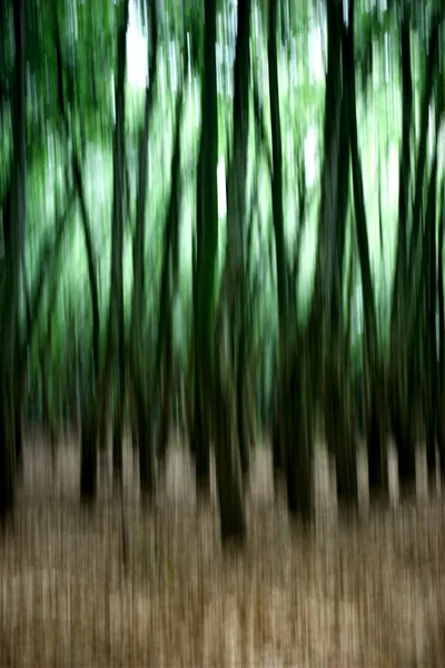Green Forest — Stock Photo, Image