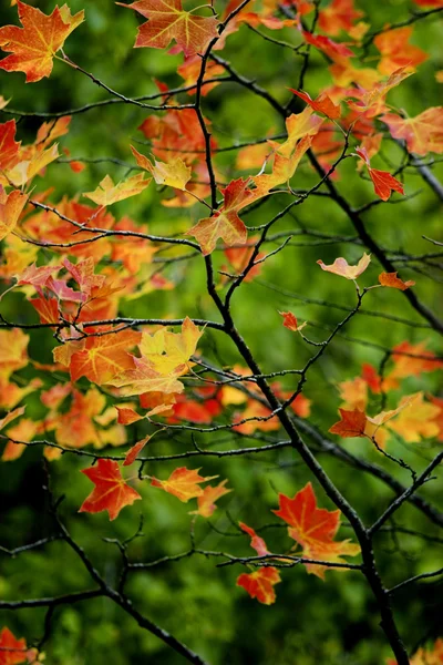 Güzel Renkli Sonbahar Yaprakları Harika Sonbahar Arka Plan — Stok fotoğraf