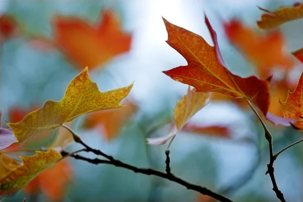 Piękna Jesień Kolorowy Liść Wielkie Tło Jesień — Zdjęcie stockowe