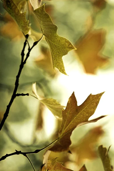 Kaunis Värillinen Syksyn Lehdet Great Syksyn Tausta — kuvapankkivalokuva