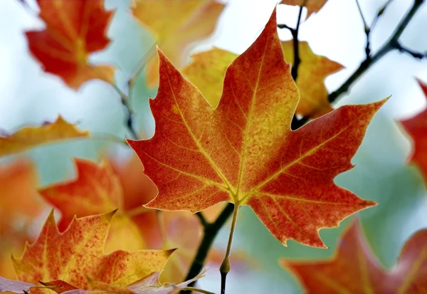 Beautiful Colored Fall Leaves Great Autumn Background — Stock Photo, Image