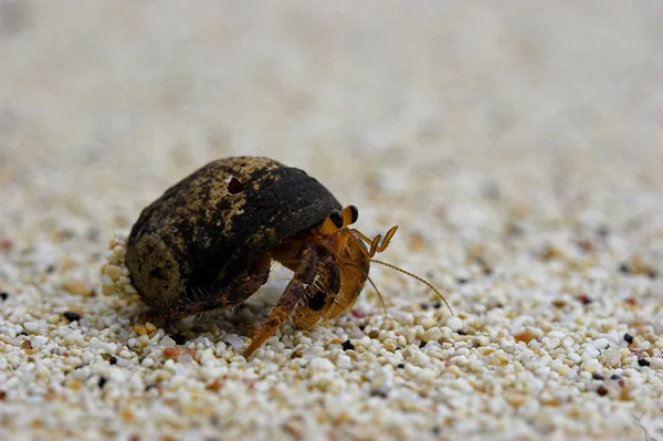 stock image Hermit crab