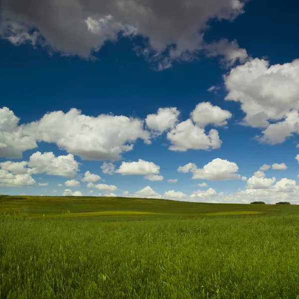 Belle Prairie Verte Avec Grand Ciel Nuageux — Photo