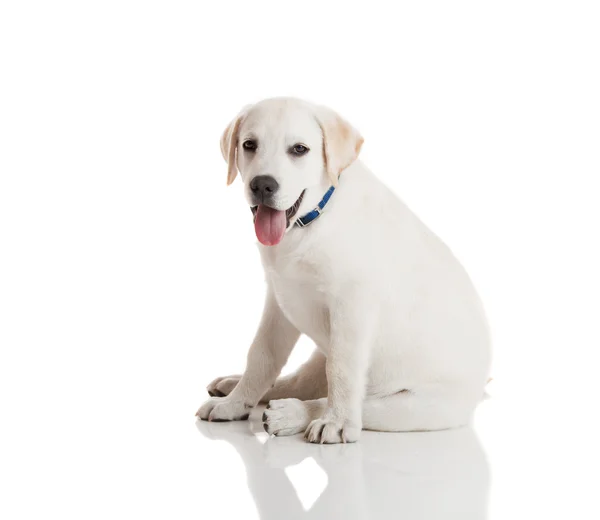 how much does a cream labrador costcost