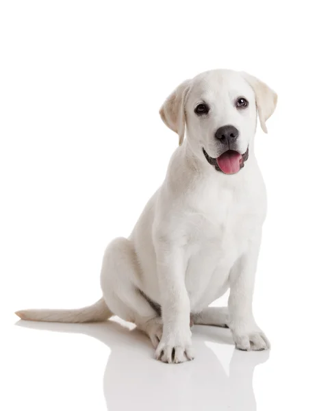 how much does a cream labrador costcost