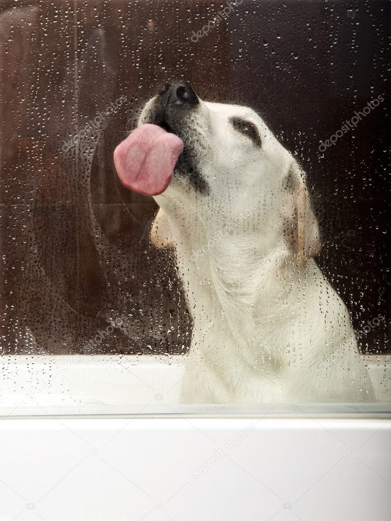Beautiful labrador retriever inside the bathtub waiting for the bath and licking the water on the glass