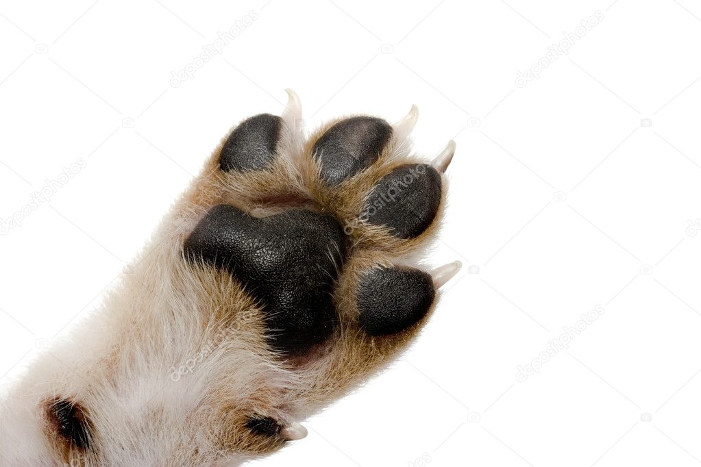 Close-up picture of dog paw - great footprints
