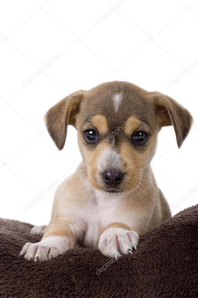 Portrait of a adorable puppy isolated on white