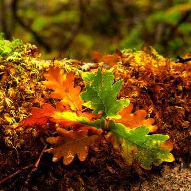 Autumn colors clipart