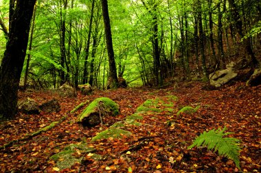 Beautifful forest with high trees and the ground covered with leafs clipart