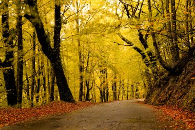 renkli ağaçlar olan güzel yol, sonbahar yatay