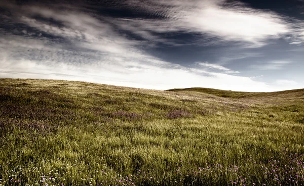 Belle Prairie Verte Avec Grand Ciel Nuageux — Photo