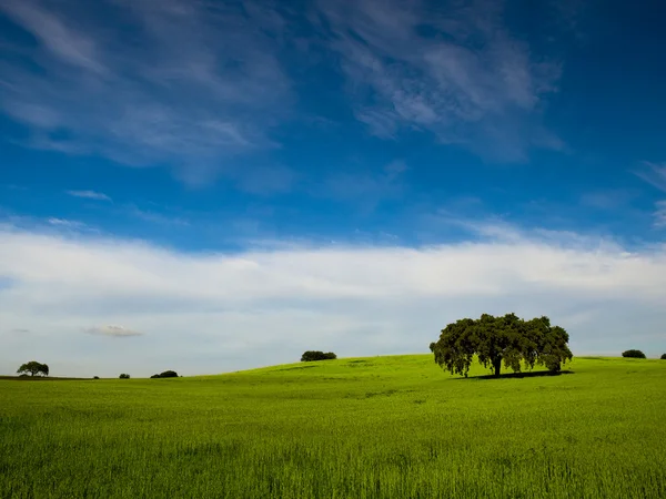 Πράσινο Λιβάδι Μια Μεγάλη Μπλε Ουρανό Και Σύννεφα — Φωτογραφία Αρχείου
