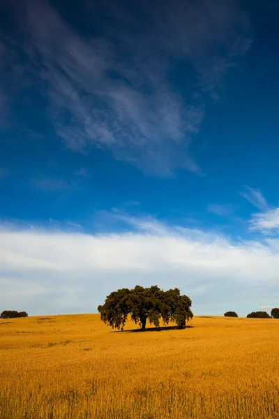 Campo Trigo Amarelo Com Grande Céu Azul Nuvens — Fotografia de Stock