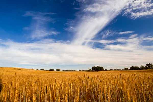 Sarı Buğday Alan Büyük Mavi Gökyüzü Bulutlar — Stok fotoğraf