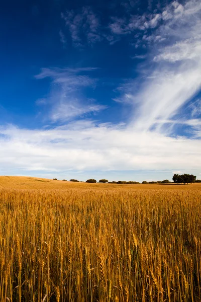 Żółty Pszeniczysko Wielkie Błękitne Niebo Chmury — Zdjęcie stockowe