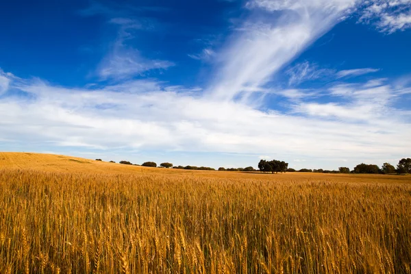Campo di grano giallo — Foto Stock