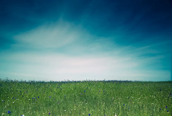 16Vacker Grön Äng Med Stor Blå Himmel — Stockfoto